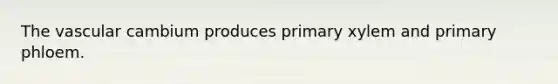 The vascular cambium produces primary xylem and primary phloem.