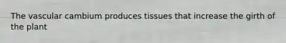 The vascular cambium produces tissues that increase the girth of the plant