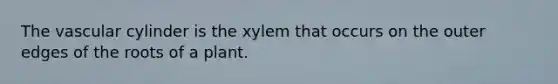 The vascular cylinder is the xylem that occurs on the outer edges of the roots of a plant.