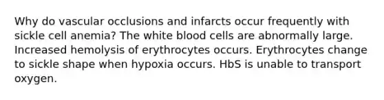 Why do vascular occlusions and infarcts occur frequently with sickle cell anemia? The white blood cells are abnormally large. Increased hemolysis of erythrocytes occurs. Erythrocytes change to sickle shape when hypoxia occurs. HbS is unable to transport oxygen.