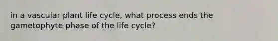 in a vascular plant life cycle, what process ends the gametophyte phase of the life cycle?