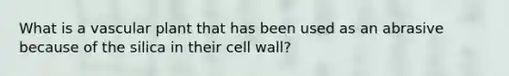 What is a vascular plant that has been used as an abrasive because of the silica in their cell wall?