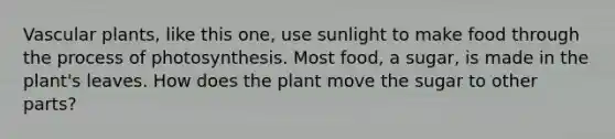 Vascular plants, like this one, use sunlight to make food through the process of photosynthesis. Most food, a sugar, is made in the plant's leaves. How does the plant move the sugar to other parts?