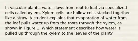 In vascular plants, water flows from root to leaf via specialized cells called xylem. Xylem cells are hollow cells stacked together like a straw. A student explains that evaporation of water from the leaf pulls water up from the roots through the xylem, as shown in Figure 1. Which statement describes how water is pulled up through the xylem to the leaves of the plant?