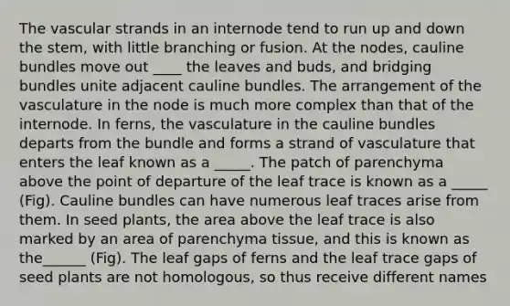 The vascular strands in an internode tend to run up and down the stem, with little branching or fusion. At the nodes, cauline bundles move out ____ the leaves and buds, and bridging bundles unite adjacent cauline bundles. The arrangement of the vasculature in the node is much more complex than that of the internode. In ferns, the vasculature in the cauline bundles departs from the bundle and forms a strand of vasculature that enters the leaf known as a _____. The patch of parenchyma above the point of departure of the leaf trace is known as a _____ (Fig). Cauline bundles can have numerous leaf traces arise from them. In seed plants, the area above the leaf trace is also marked by an area of parenchyma tissue, and this is known as the______ (Fig). The leaf gaps of ferns and the leaf trace gaps of seed plants are not homologous, so thus receive different names