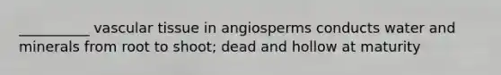 __________ vascular tissue in angiosperms conducts water and minerals from root to shoot; dead and hollow at maturity