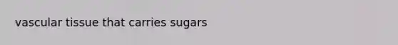 vascular tissue that carries sugars