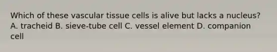 Which of these vascular tissue cells is alive but lacks a nucleus? A. tracheid B. sieve-tube cell C. vessel element D. companion cell