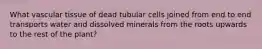 What vascular tissue of dead tubular cells joined from end to end transports water and dissolved minerals from the roots upwards to the rest of the plant?