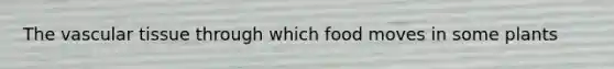 The vascular tissue through which food moves in some plants