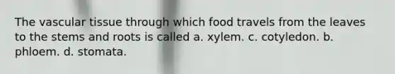 The vascular tissue through which food travels from the leaves to the stems and roots is called a. xylem. c. cotyledon. b. phloem. d. stomata.