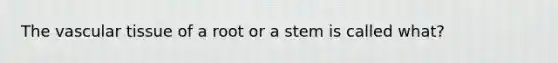 The vascular tissue of a root or a stem is called what?