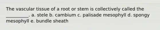 The vascular tissue of a root or stem is collectively called the __________. a. stele b. cambium c. palisade mesophyll d. spongy mesophyll e. bundle sheath