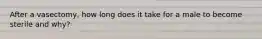 After a vasectomy, how long does it take for a male to become sterile and why?