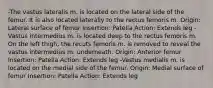 -The vastus lateralis m. is located on the lateral side of the femur. It is also located laterally to the rectus femoris m. Origin: Lateral surface of femur Insertion: Patella Action: Extends leg -Vastus intermedius m. is located deep to the rectus femoris m. On the left thigh, the recuts femoris m. is removed to reveal the vastus intermedius m. underneath. Origin: Anterior femur Insertion: Patella Action: Extends leg -Vastus medialis m. is located on the medial side of the femur. Origin: Medial surface of femur Insertion: Patella Action: Extends leg