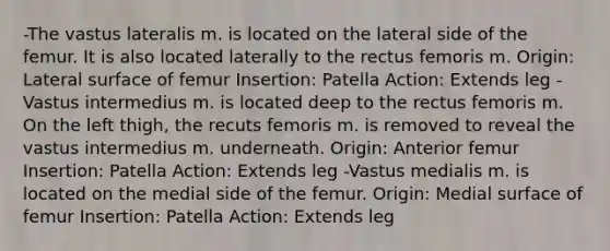 -The vastus lateralis m. is located on the lateral side of the femur. It is also located laterally to the rectus femoris m. Origin: Lateral surface of femur Insertion: Patella Action: Extends leg -Vastus intermedius m. is located deep to the rectus femoris m. On the left thigh, the recuts femoris m. is removed to reveal the vastus intermedius m. underneath. Origin: Anterior femur Insertion: Patella Action: Extends leg -Vastus medialis m. is located on the medial side of the femur. Origin: Medial surface of femur Insertion: Patella Action: Extends leg