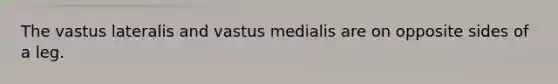 The vastus lateralis and vastus medialis are on opposite sides of a leg.