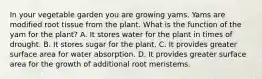 In your vegetable garden you are growing yams. Yams are modified root tissue from the plant. What is the function of the yam for the plant? A. It stores water for the plant in times of drought. B. It stores sugar for the plant. C. It provides greater surface area for water absorption. D. It provides greater surface area for the growth of additional root meristems.