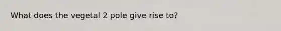 What does the vegetal 2 pole give rise to?