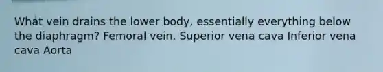 What vein drains the lower body, essentially everything below the diaphragm? Femoral vein. Superior vena cava Inferior vena cava Aorta