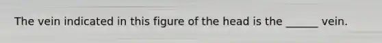 The vein indicated in this figure of the head is the ______ vein.