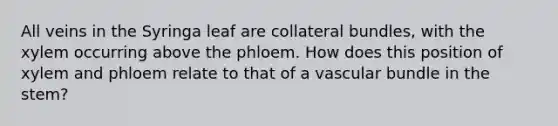 All veins in the Syringa leaf are collateral bundles, with the xylem occurring above the phloem. How does this position of xylem and phloem relate to that of a vascular bundle in the stem?