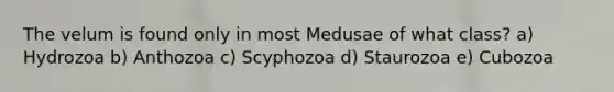 The velum is found only in most Medusae of what class? a) Hydrozoa b) Anthozoa c) Scyphozoa d) Staurozoa e) Cubozoa