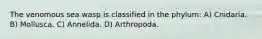 The venomous sea wasp is classified in the phylum: A) Cnidaria. B) Mollusca. C) Annelida. D) Arthropoda.