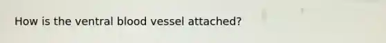 How is the ventral blood vessel attached?