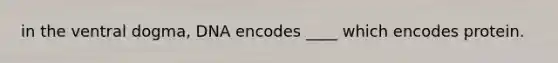 in the ventral dogma, DNA encodes ____ which encodes protein.