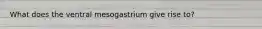 What does the ventral mesogastrium give rise to?