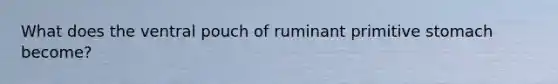 What does the ventral pouch of ruminant primitive stomach become?