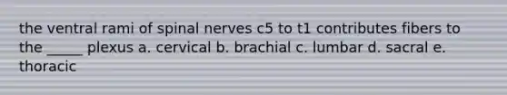 the ventral rami of <a href='https://www.questionai.com/knowledge/kyBL1dWgAx-spinal-nerves' class='anchor-knowledge'>spinal nerves</a> c5 to t1 contributes fibers to the _____ plexus a. cervical b. brachial c. lumbar d. sacral e. thoracic