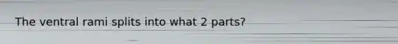 The ventral rami splits into what 2 parts?