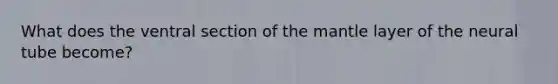 What does the ventral section of the mantle layer of the neural tube become?