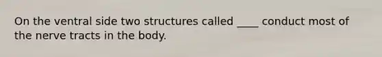 On the ventral side two structures called ____ conduct most of the nerve tracts in the body.