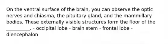 On the ventral surface of the brain, you can observe the optic nerves and chiasma, the pituitary gland, and the mammillary bodies. These externally visible structures form the floor of the __________. - occipital lobe - brain stem - frontal lobe - diencephalon