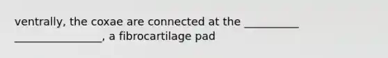 ventrally, the coxae are connected at the __________ ________________, a fibrocartilage pad