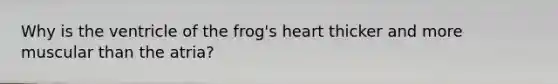 Why is the ventricle of the frog's heart thicker and more muscular than the atria?