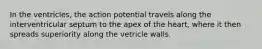 In the ventricles, the action potential travels along the interventricular septum to the apex of the heart, where it then spreads superiority along the vetricle walls.