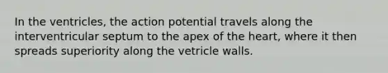 In the ventricles, the action potential travels along the interventricular septum to the apex of the heart, where it then spreads superiority along the vetricle walls.