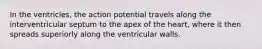 In the ventricles, the action potential travels along the interventricular septum to the apex of the heart, where it then spreads superiorly along the ventricular walls.