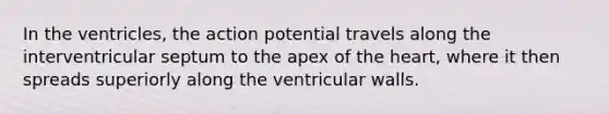 In the ventricles, the action potential travels along the interventricular septum to the apex of the heart, where it then spreads superiorly along the ventricular walls.