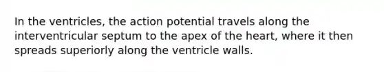 In the ventricles, the action potential travels along the interventricular septum to the apex of <a href='https://www.questionai.com/knowledge/kya8ocqc6o-the-heart' class='anchor-knowledge'>the heart</a>, where it then spreads superiorly along the ventricle walls.