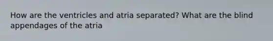 How are the ventricles and atria separated? What are the blind appendages of the atria