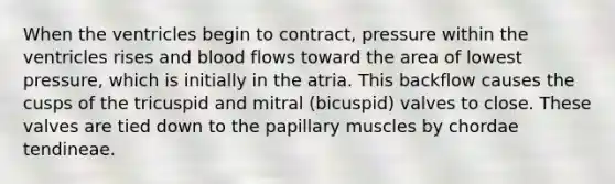 When the ventricles begin to contract, pressure within the ventricles rises and blood flows toward the area of lowest pressure, which is initially in the atria. This backflow causes the cusps of the tricuspid and mitral (bicuspid) valves to close. These valves are tied down to the papillary muscles by chordae tendineae.