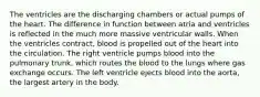 The ventricles are the discharging chambers or actual pumps of the heart. The difference in function between atria and ventricles is reflected in the much more massive ventricular walls. When the ventricles contract, blood is propelled out of the heart into the circulation. The right ventricle pumps blood into the pulmonary trunk, which routes the blood to the lungs where gas exchange occurs. The left ventricle ejects blood into the aorta, the largest artery in the body.