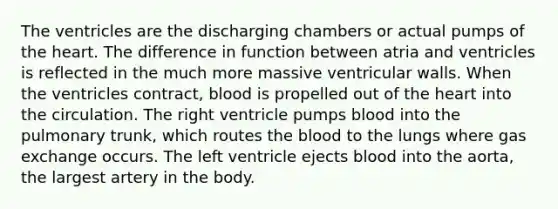 The ventricles are the discharging chambers or actual pumps of the heart. The difference in function between atria and ventricles is reflected in the much more massive ventricular walls. When the ventricles contract, blood is propelled out of the heart into the circulation. The right ventricle pumps blood into the pulmonary trunk, which routes the blood to the lungs where gas exchange occurs. The left ventricle ejects blood into the aorta, the largest artery in the body.