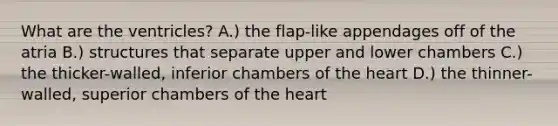 What are the ventricles? A.) the flap-like appendages off of the atria B.) structures that separate upper and lower chambers C.) the thicker-walled, inferior chambers of the heart D.) the thinner-walled, superior chambers of the heart