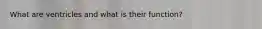 What are ventricles and what is their function?